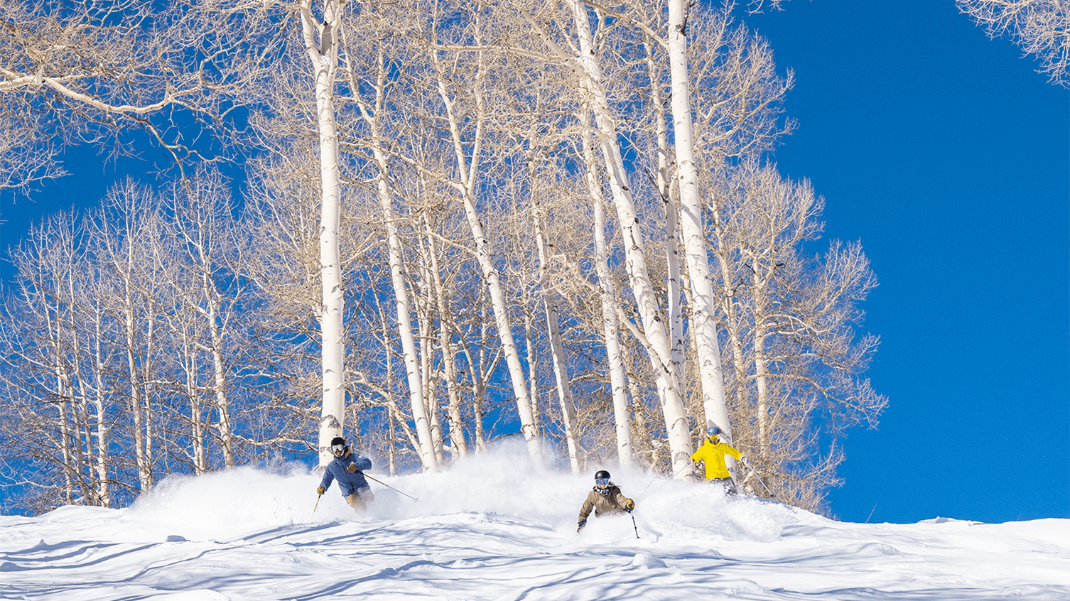 Three skiers in deep powder, in front of a aspen grove, with a deep bluebird sky in the background