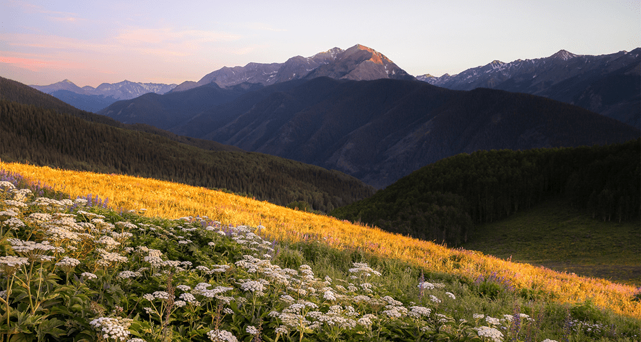 Beautiful meadow at dusk in the mountain of Aspen Snowmass, dark purple mountains in the background. Yellow and pink flowers in foreground