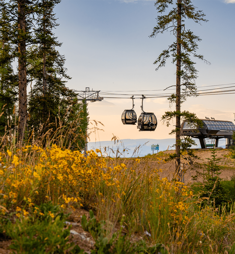 sunset view of the gondola cars at Aspen Mountain, with orange flowers and tall grass in the foreground 