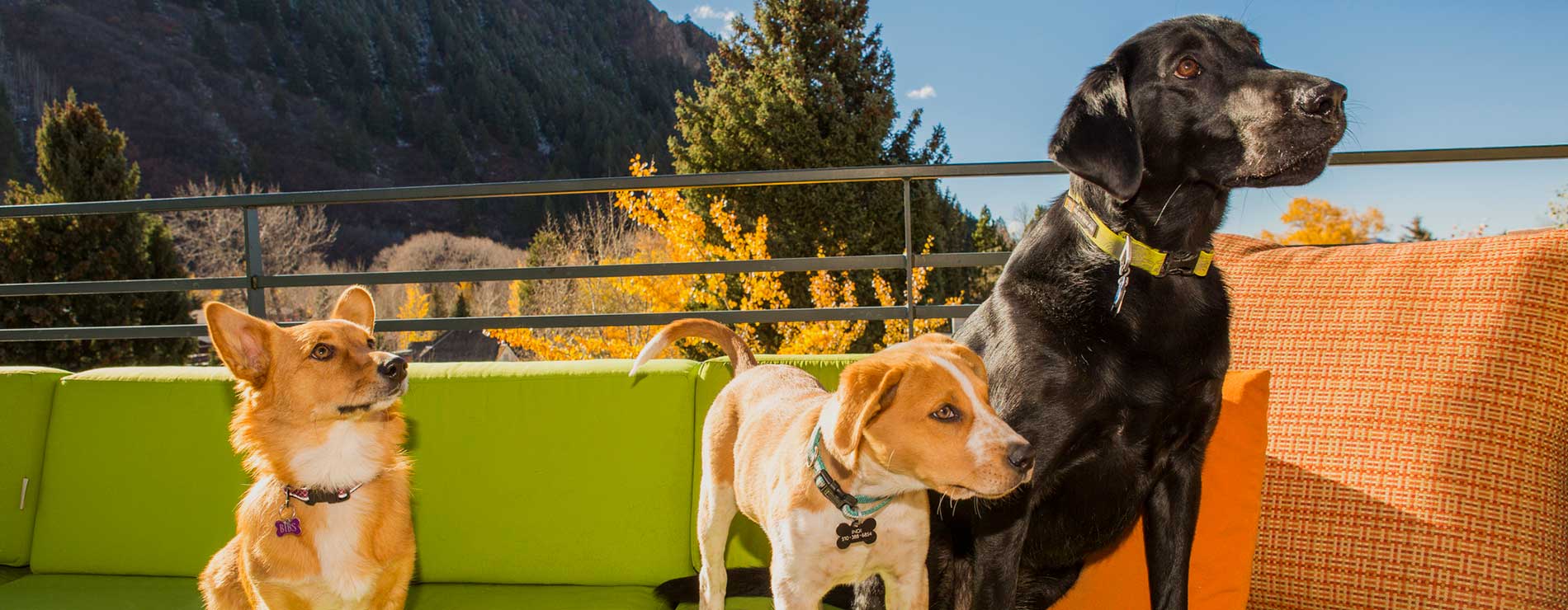 7 Ways Aspen Is a Dog Friendly Town Stories Inside Aspen Snowmass