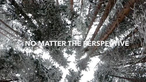 Image with text overlay 'No Matter the Perspective' looking up at the trees in Aspen Colorado.